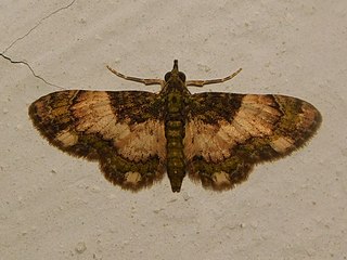 <i>Gymnoscelis roseifascia</i> Species of moth