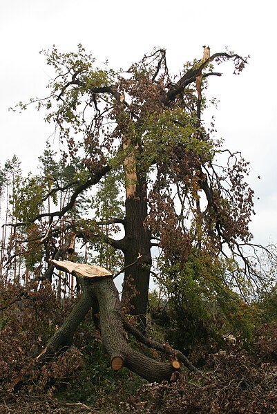 File:Hadra zniszczena po tornadzie las 2008.jpg