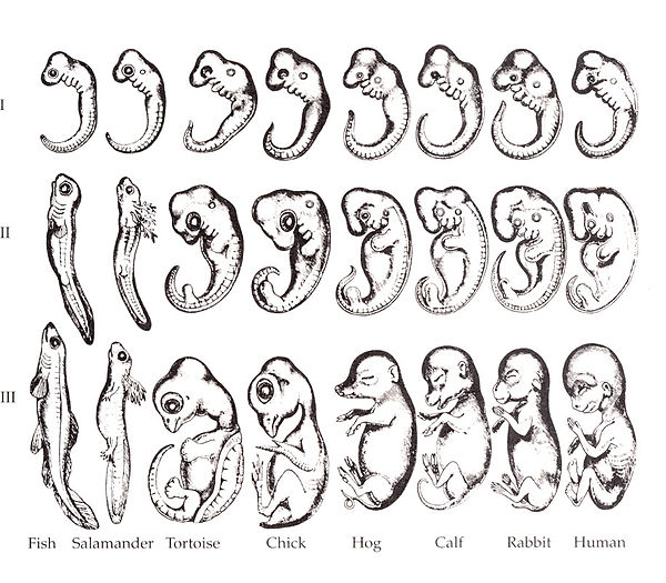 George Romanes's 1892 copy of Ernst Haeckel's controversial embryo drawings