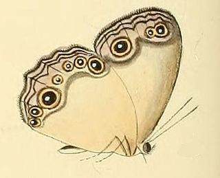 <i>Hallelesis asochis</i> Species of butterfly