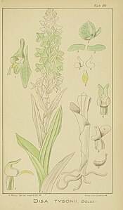 plate 80 Disa tysonii