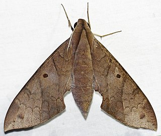 <i>Pachylia darceta</i> Species of moth