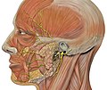 Branches des nerfs faciaux de la tête