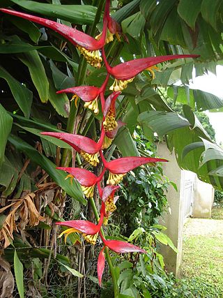 <i>Heliconia collinsiana</i> Species of plant