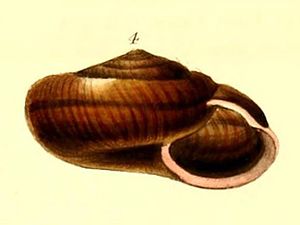 Helix luhuanus G.B.Sowerby, 1839 Type figure.jpg