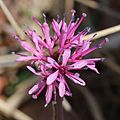 Heloniopsis orientalis in Yumihari Mountains.JPG