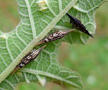Hemiptera. Membracidae. Polyglypta sp. (membracidae^) - Flickr - gailhampshire.jpg