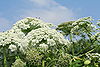 Heracleum mantegazzianum (Meise) JPG1b.jpg