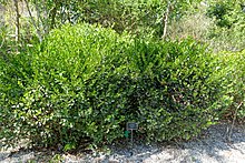 Heterosavia bahamensis (Savia bahamensis) - Botanischer Garten von Neapel - Neapel, Florida - DSC00052.jpg