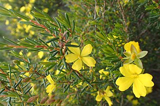 <i>Hibbertia gracilipes</i> Species of flowering plant