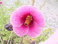 Hibiscus striatus