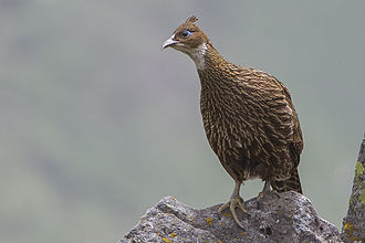 330px-Himalayan_Monal_Adult_Female_Tungnath_Rudraprayag_Uttarakhand_India_14.06.2013.jpg