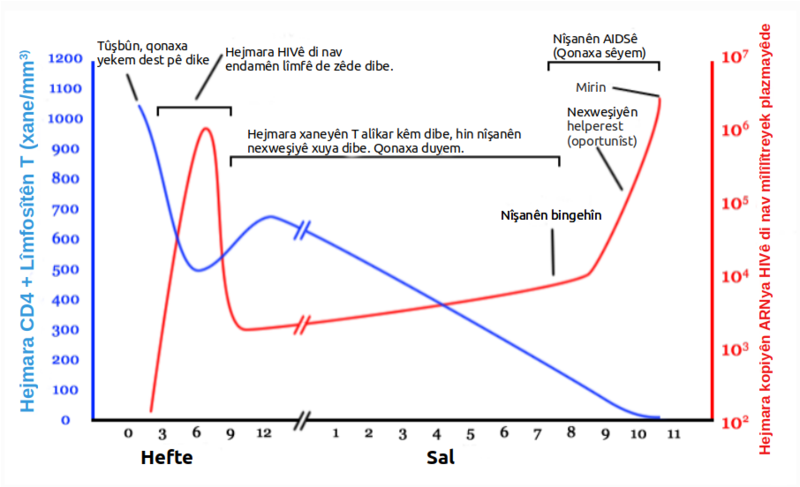 File:Hiv-timecourse ku.png