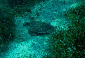 Schildpad in het Hol Chan Marine Reserve