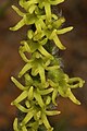 Holothrix cernua South Africa - Western Cape Fernkloof Nature Reserve