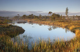 Morning in Endla Nature Reserve