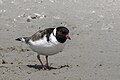 * Nomination Hooded plover (Thinornis cucullatus) --Charlesjsharp 09:05, 5 February 2024 (UTC) * Promotion  Support Good quality. --Plozessor 16:06, 5 February 2024 (UTC)