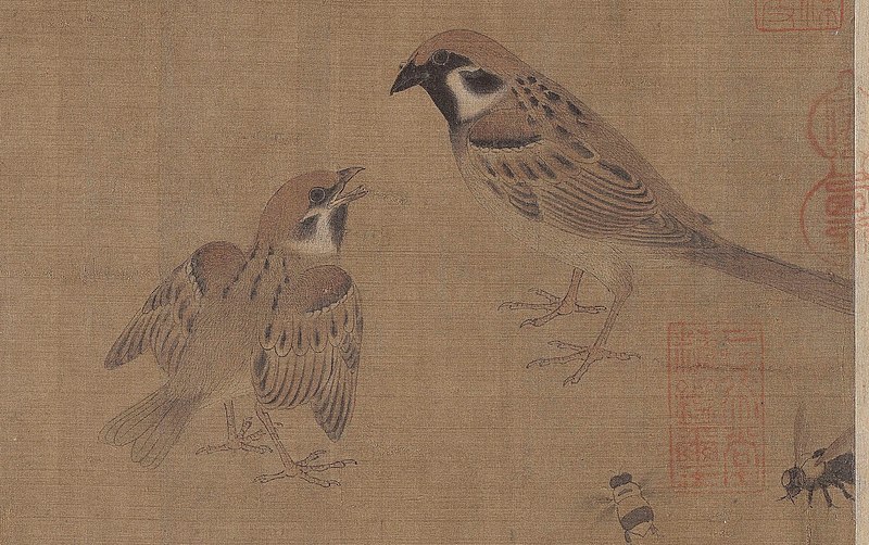 File:Huang-Quan Tree sparrow.jpg