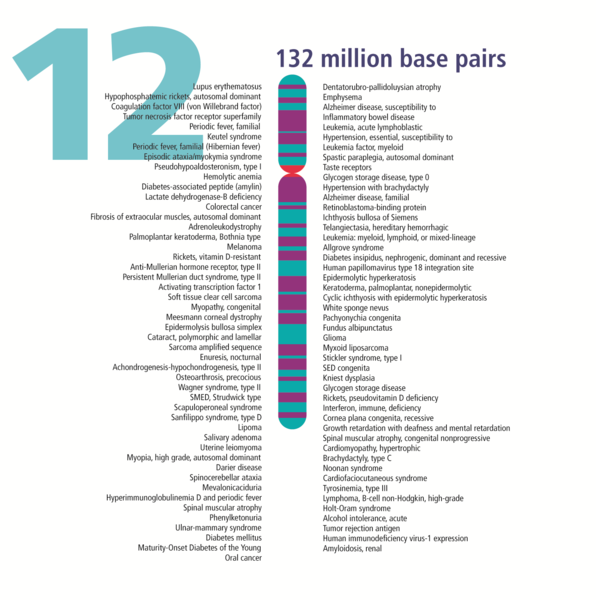 File:Human chromosome 12 from Gene Gateway - with label.png