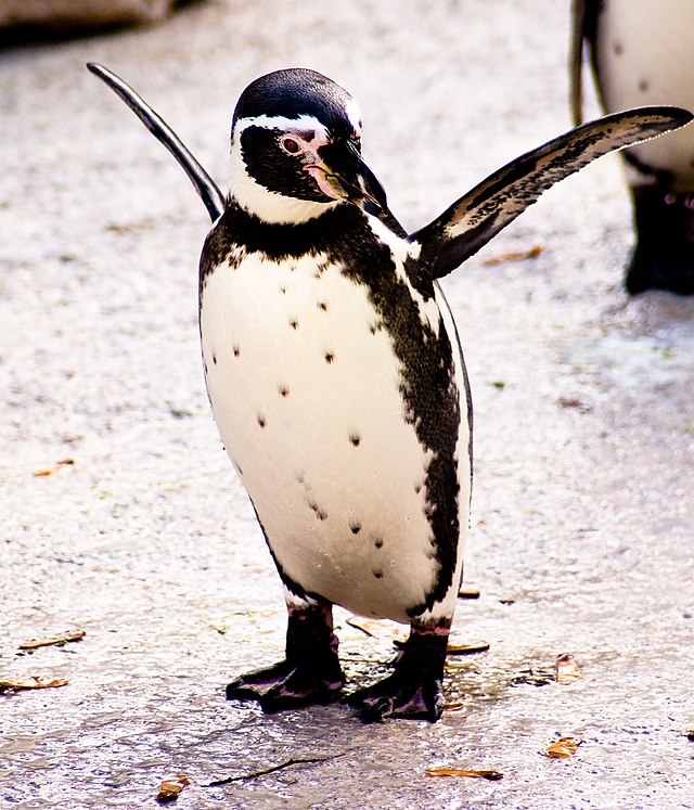 フンボルトペンギン Wikiwand