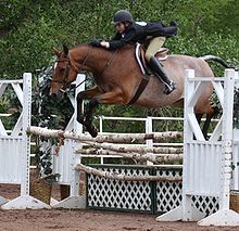 This horse could be either roan or rabicano; lack of white hairs on forehand and presence of skunk tail suggest rabicano, but overall body pattern is more typical of a roan. Hunter Holloway in the Hunter Derby.jpg
