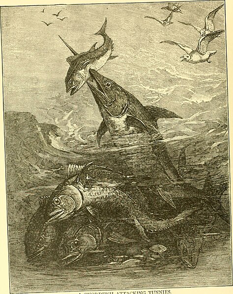 File:Hunting and trapping stories; a book for boys (1903) (14782188132).jpg