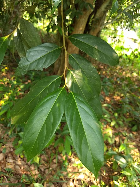 File:Hydnocarpus laurifolia, Marotti Tree, മരോട്ടി-.jpg