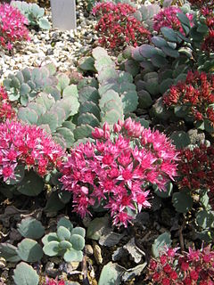 <i>Sedum cauticola</i> species of plant