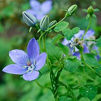 P. vinciflorus, späd klematisklocka