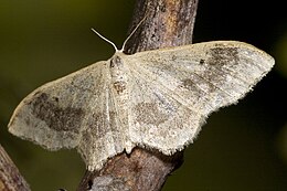 Idaea aversata