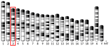 Ideogram house mouse chromosome 3.svg