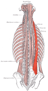 Iliocostalis