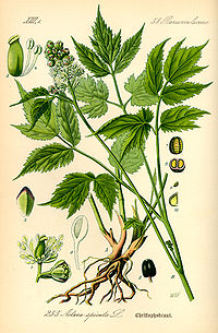 Illustration_Actaea_spicata0.jpg