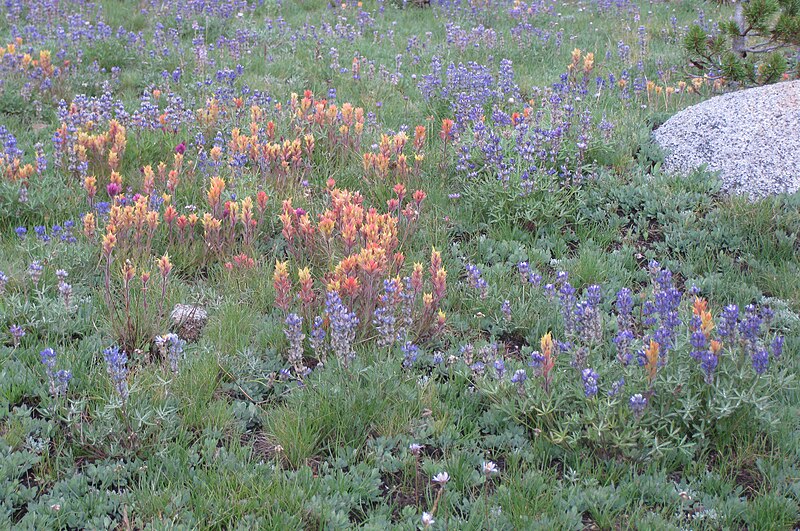 File:Impressionist meadow Golden Creek.jpg