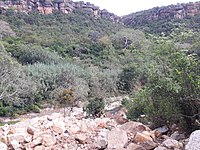 Inda Abba Hadera forest.jpg