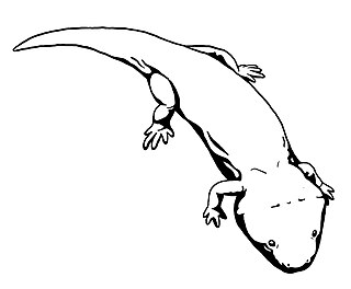 <i>Indobrachyops</i> Extinct genus of amphibians