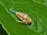 Issid nymph Issidae sp. - ninfa.JPG