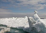 Fayl:Ivory Gull Wintering.jpg üçün miniatür