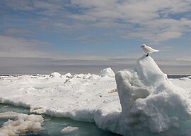 Ivory Gull Wintering.jpg