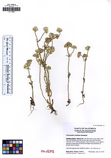 <i>Chorizanthe stellulata</i>