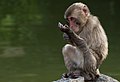 Japanese Macaque (166830447).jpeg