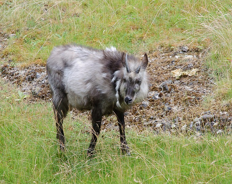 File:Japanese serow - Berlin zoo.jpg