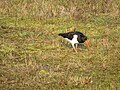 * Nomination: Eurasian oystercatcher in the Laarder Wasmeer. --Jiel 00:01, 31 May 2016 (UTC) * * Review needed