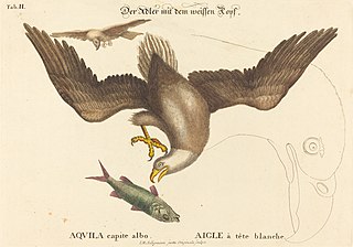 The Bald Eagle (Falco leucocephalus)