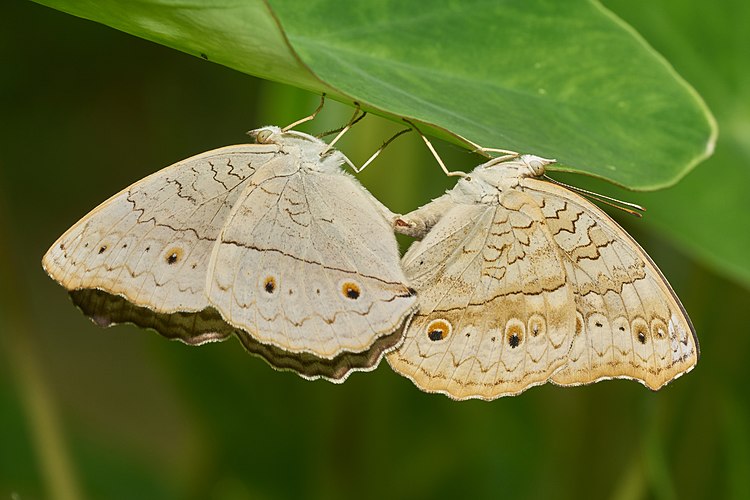 Спаривающаяся пара бабочек Junonia atlites