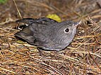 NZ North Island Robin, juvenile begging