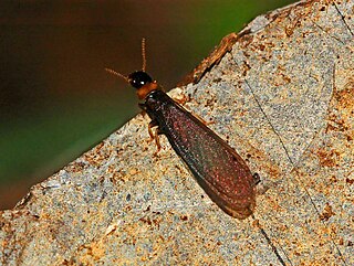 <i>Kalotermes flavicollis</i> Species of termite
