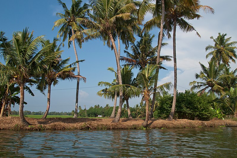 File:Kerala backwaters, Palm trees 2, India.jpg