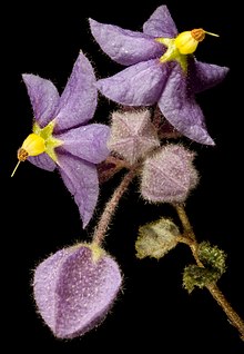 Keraudrenia hermanniifolia - Flickr - Кевин Тиле.jpg