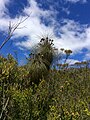 Uma Kingia australis no monte Trio Stirling Range